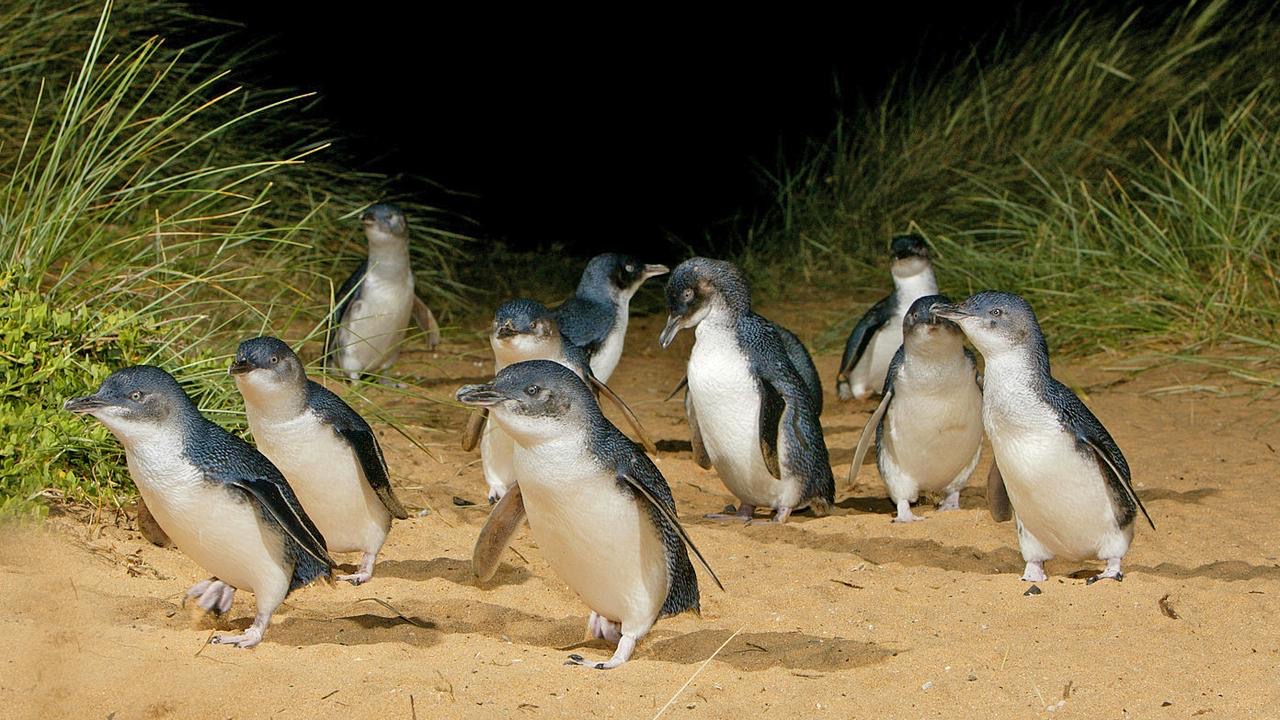 Penguin Parade - Phillip Island - 1hr 15mins away