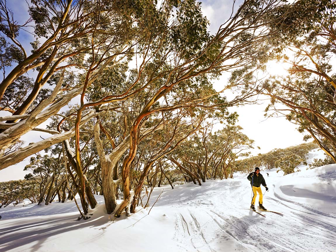 Mt Baw Baw - 1hr 30mins away